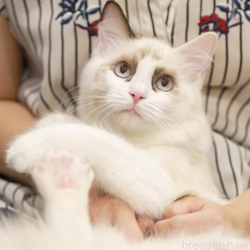 成約済の東京都のラグドール-114563の1枚目