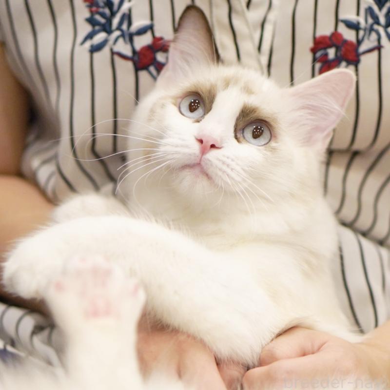 成約済の東京都のラグドール-114563の15枚目