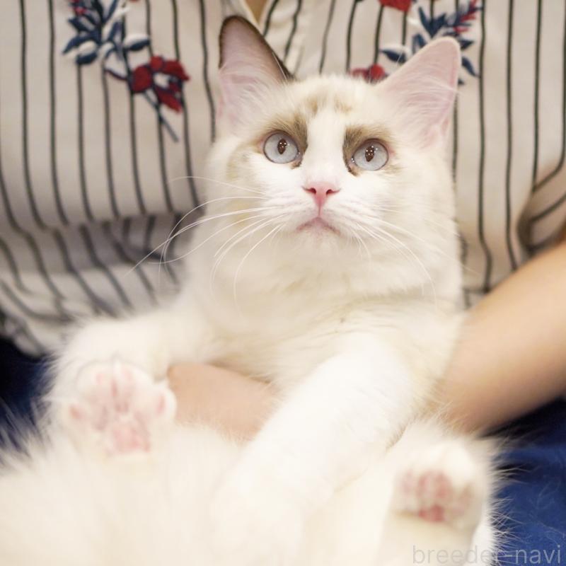 成約済の東京都のラグドール-114563の14枚目