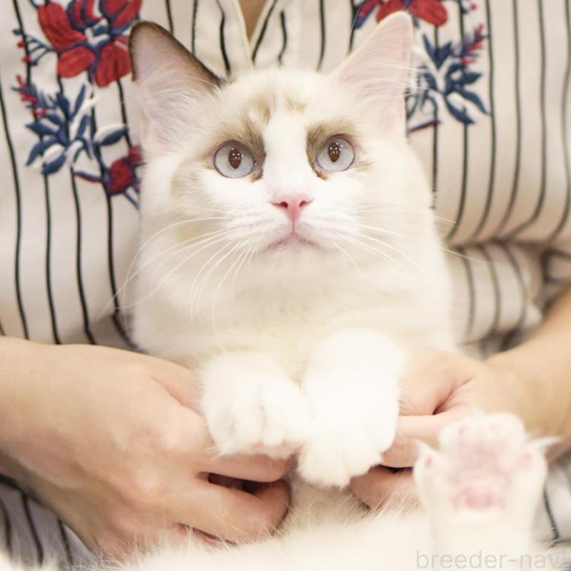 成約済の東京都のラグドール-114563の13枚目