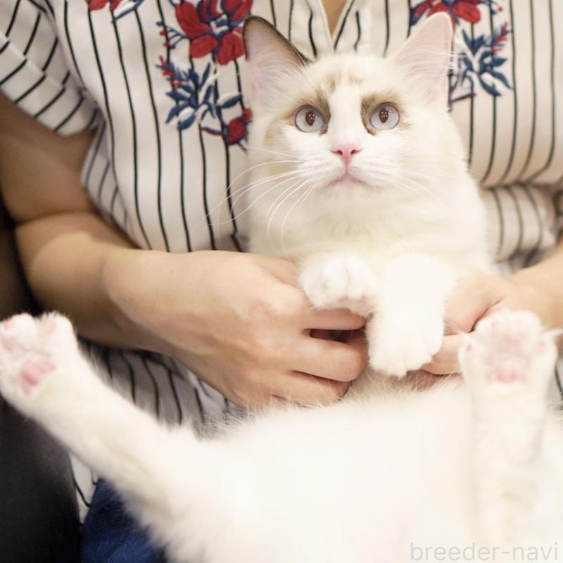 成約済の東京都のラグドール-114563の12枚目