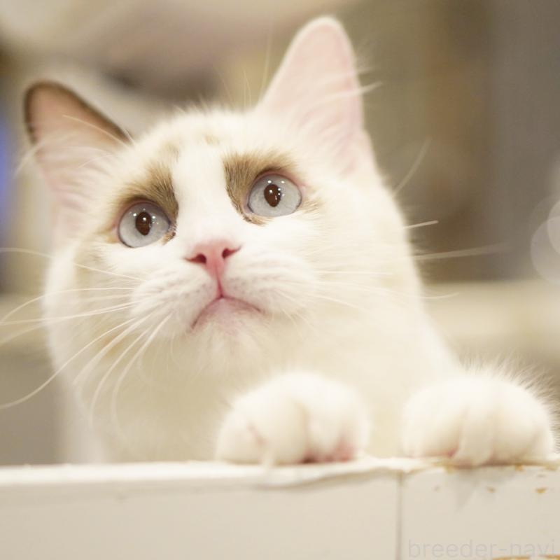 成約済の東京都のラグドール-114563の11枚目