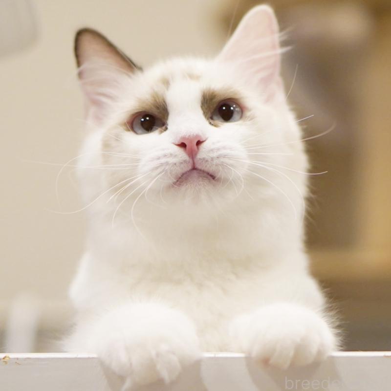 成約済の東京都のラグドール-114563の10枚目