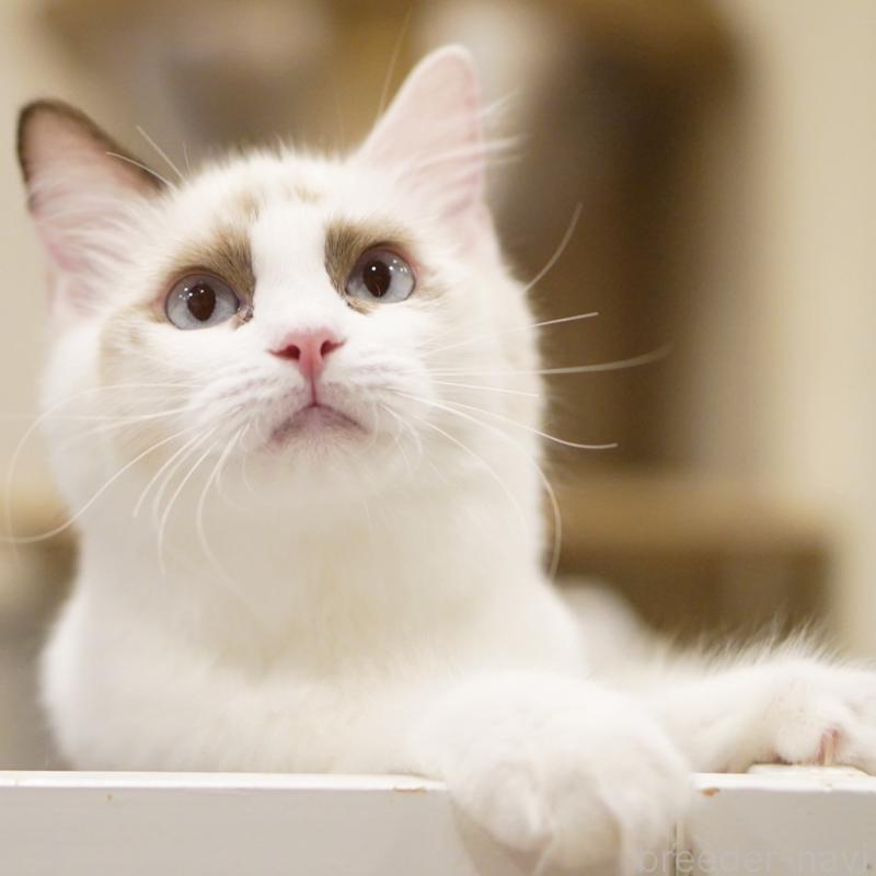 成約済の東京都のラグドール-114563の9枚目