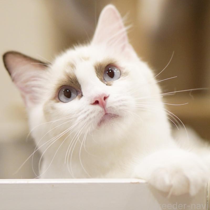 成約済の東京都のラグドール-114563の8枚目