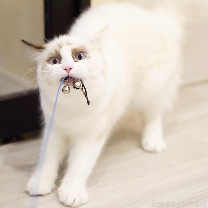 成約済の東京都のラグドール-114563の7枚目