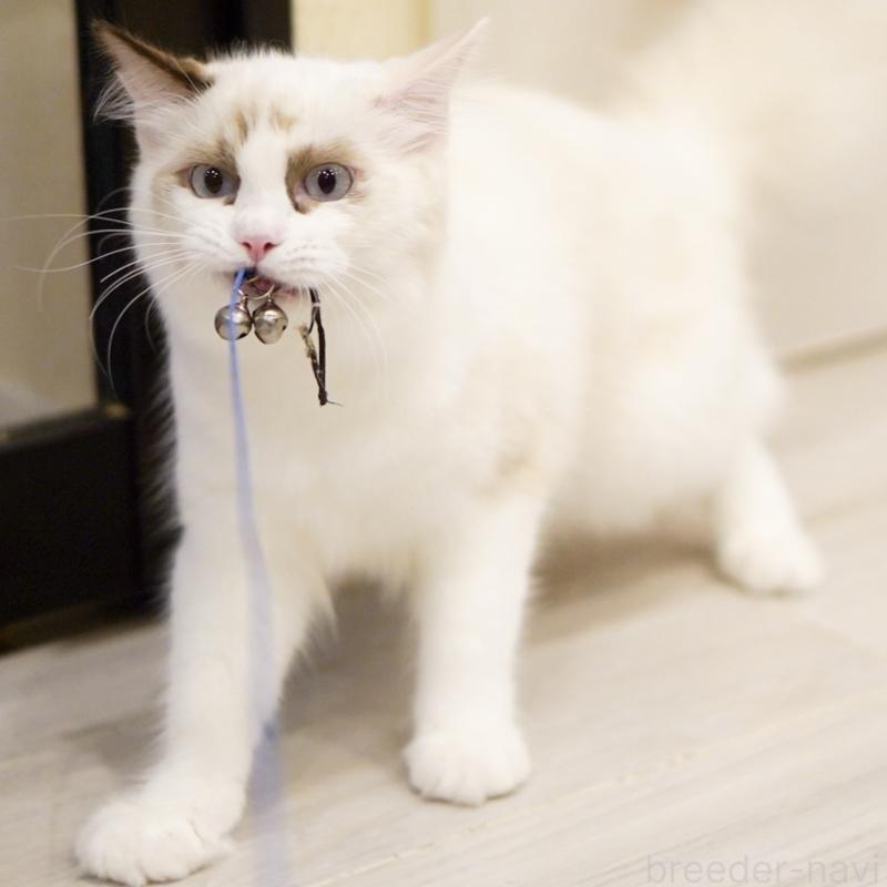 成約済の東京都のラグドール-114563の6枚目