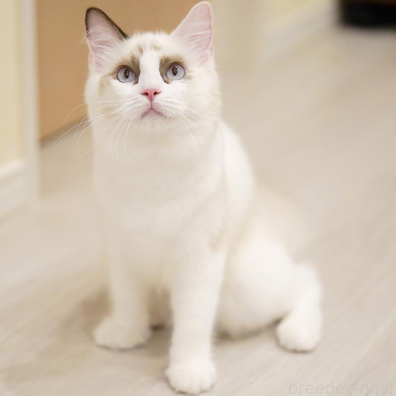 成約済の東京都のラグドール-114563の5枚目