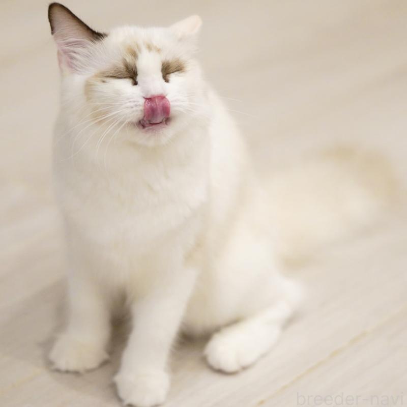 成約済の東京都のラグドール-114563の4枚目