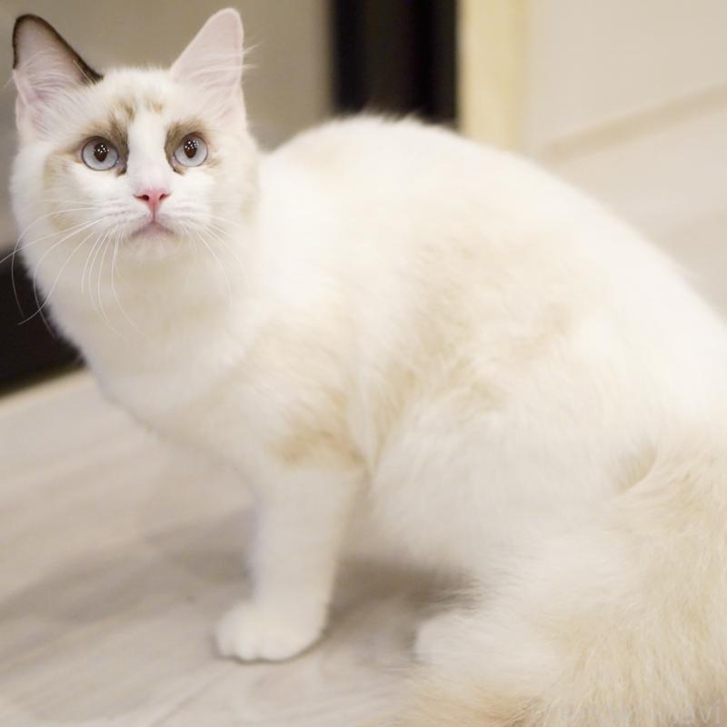 成約済の東京都のラグドール-114563の3枚目