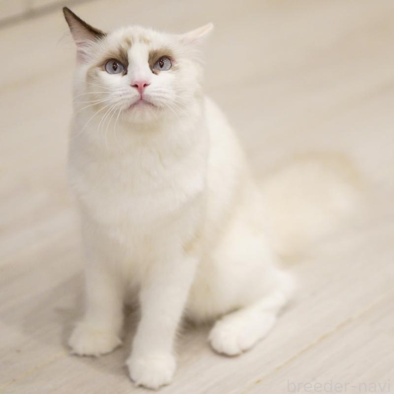 成約済の東京都のラグドール-114563の2枚目