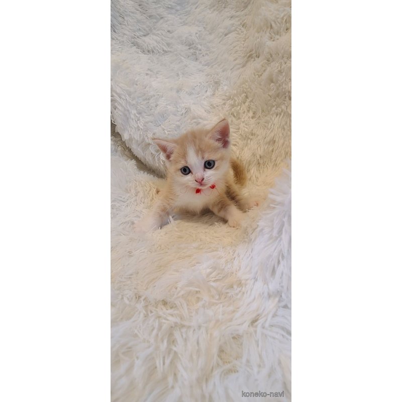 販売中の福岡県のマンチカン-127440の3枚目