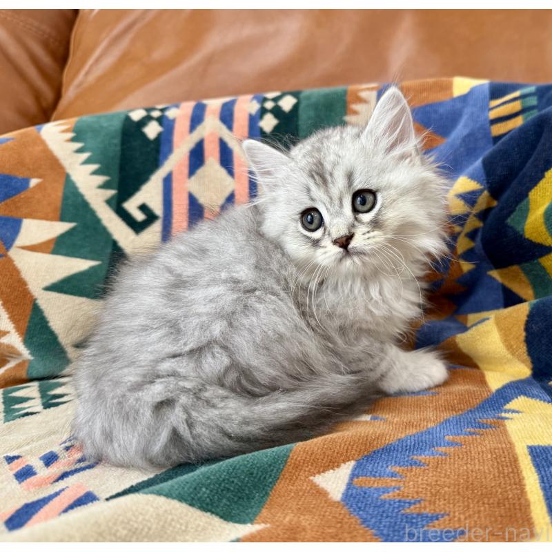 成約済の神奈川県のミヌエット-124847の5枚目