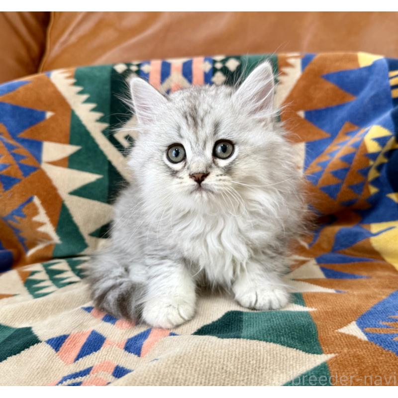 成約済の神奈川県のミヌエット-124847の3枚目