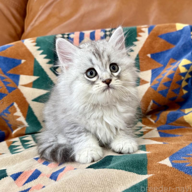 成約済の神奈川県のミヌエット-124847の1枚目