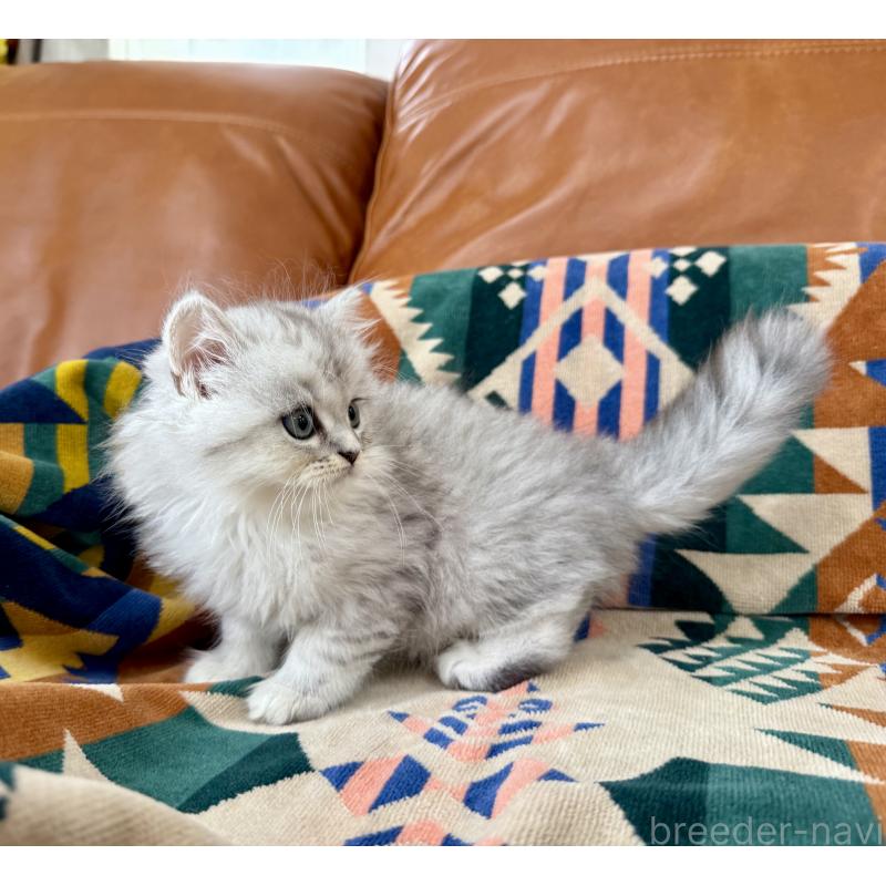 成約済の神奈川県のミヌエット-124848の9枚目