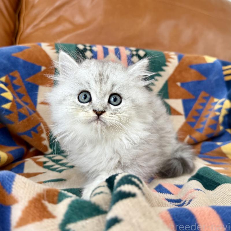 成約済の神奈川県のミヌエット-124848の8枚目