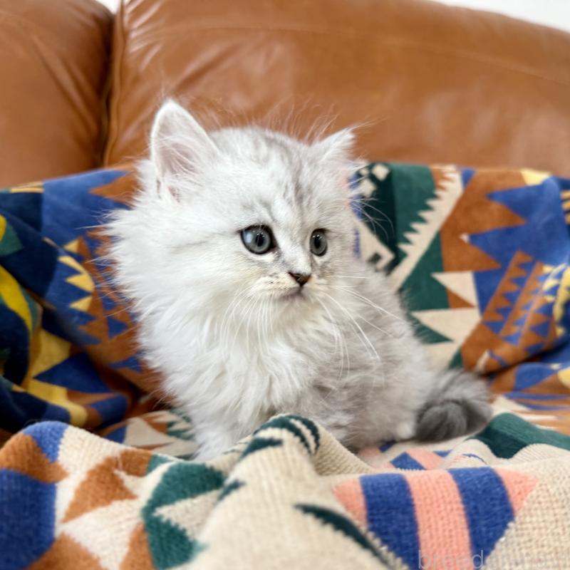 成約済の神奈川県のミヌエット-124848の7枚目