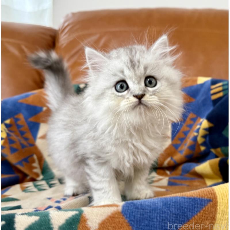 成約済の神奈川県のミヌエット-124848の6枚目