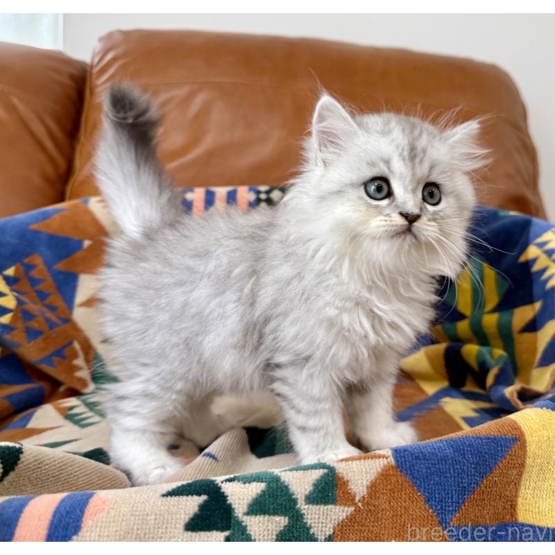 成約済の神奈川県のミヌエット-124848の5枚目