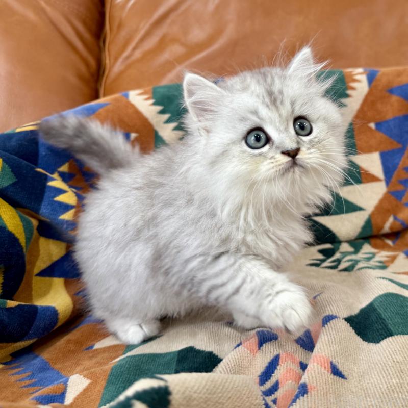 成約済の神奈川県のミヌエット-124848の4枚目