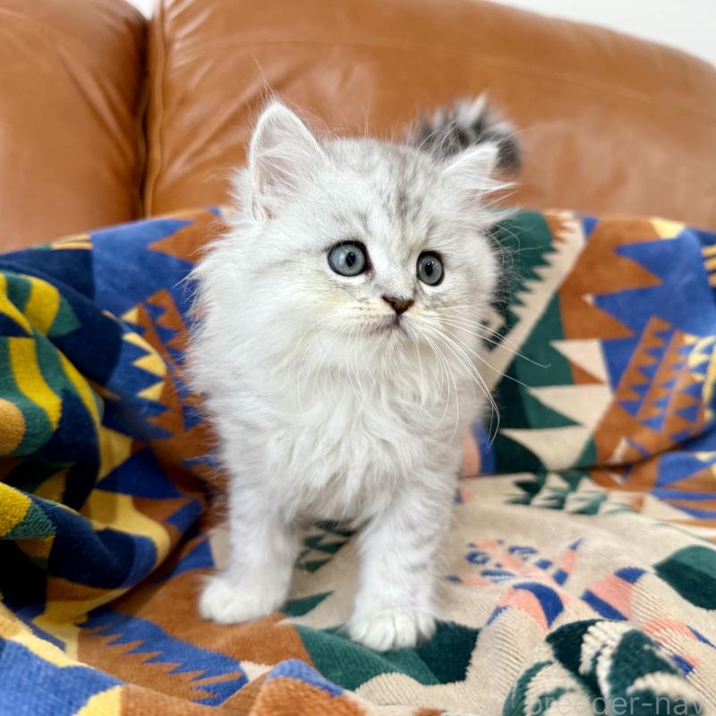 成約済の神奈川県のミヌエット-124848の3枚目