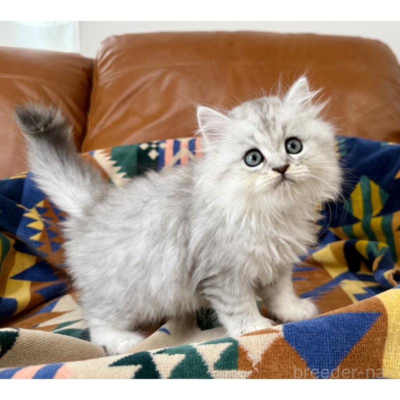 成約済の神奈川県のミヌエット-124848の2枚目