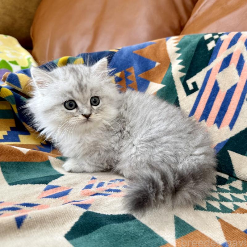 成約済の神奈川県のミヌエット-124848の1枚目