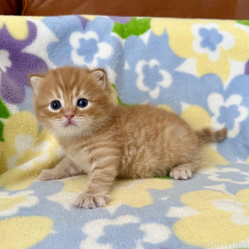 販売中の神奈川県のマンチカン-127453の7枚目