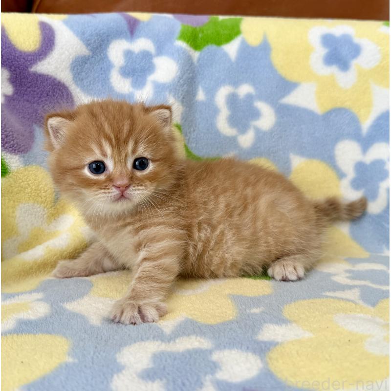 販売中の神奈川県のマンチカン-127453の5枚目