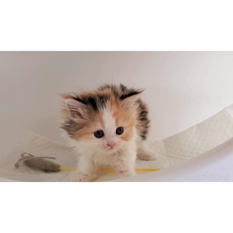 販売中の大阪府のマンチカン-127457の8枚目
