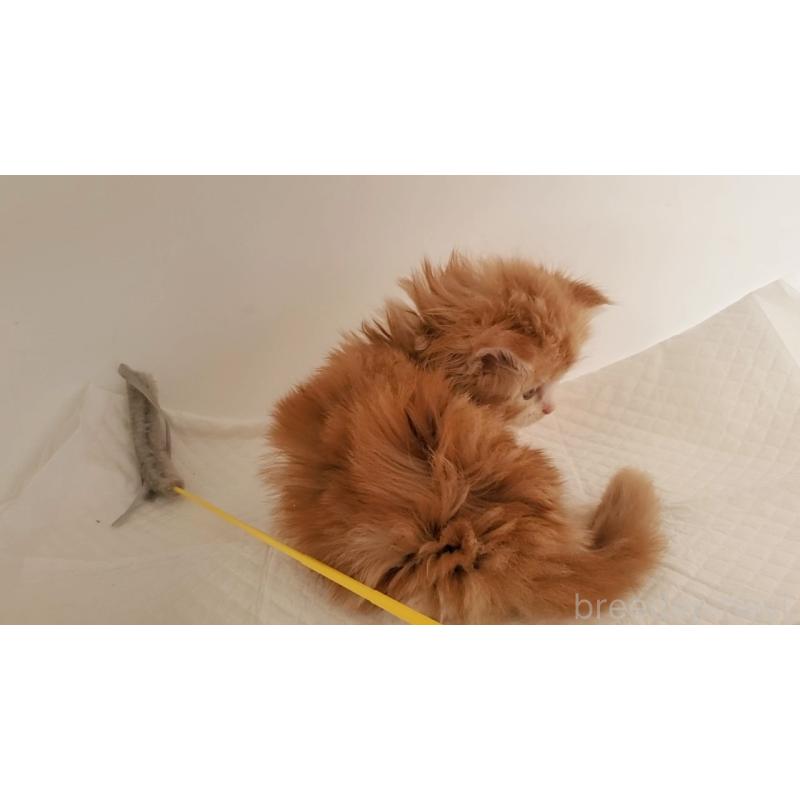 販売中の大阪府のマンチカン-127459の3枚目