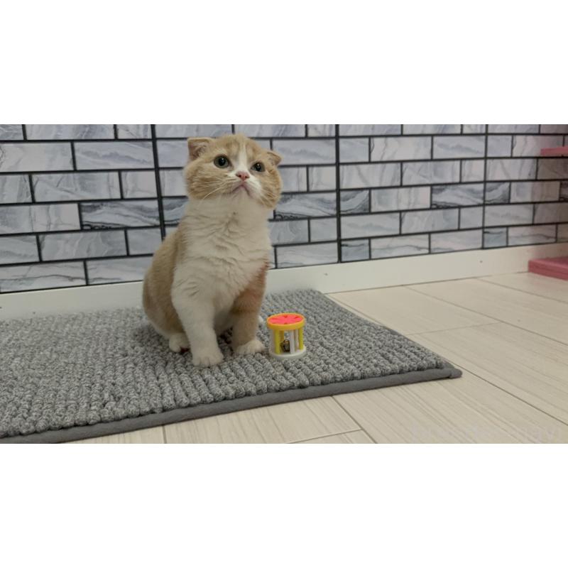 販売中の福岡県のマンチカン-127465の5枚目