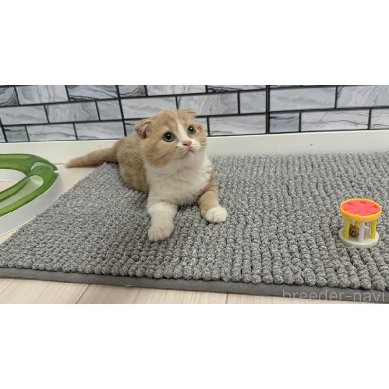 販売中の福岡県のマンチカン-127465の3枚目