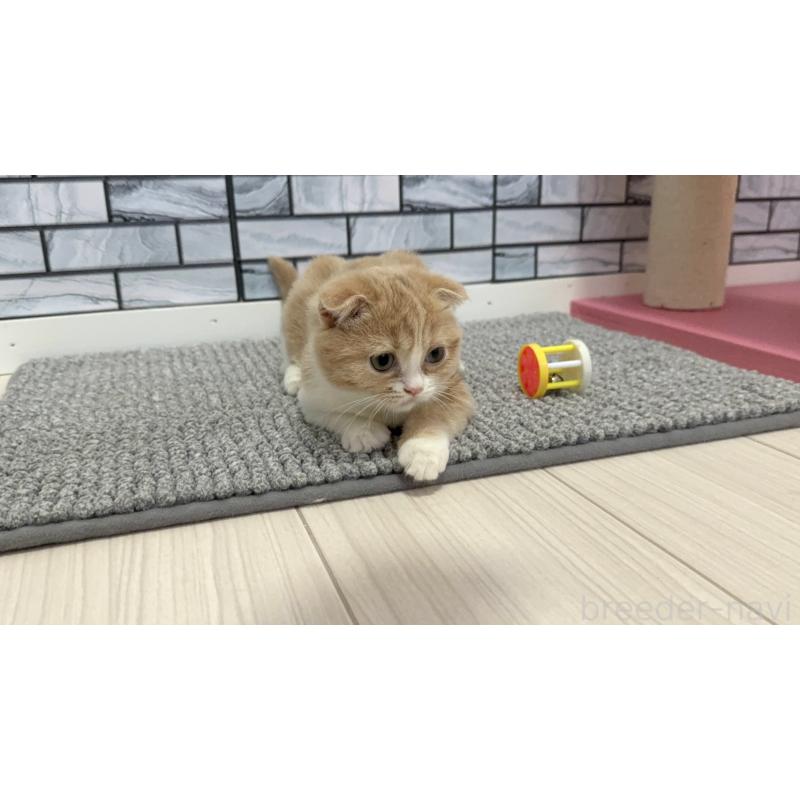 販売中の福岡県のマンチカン-127465の2枚目