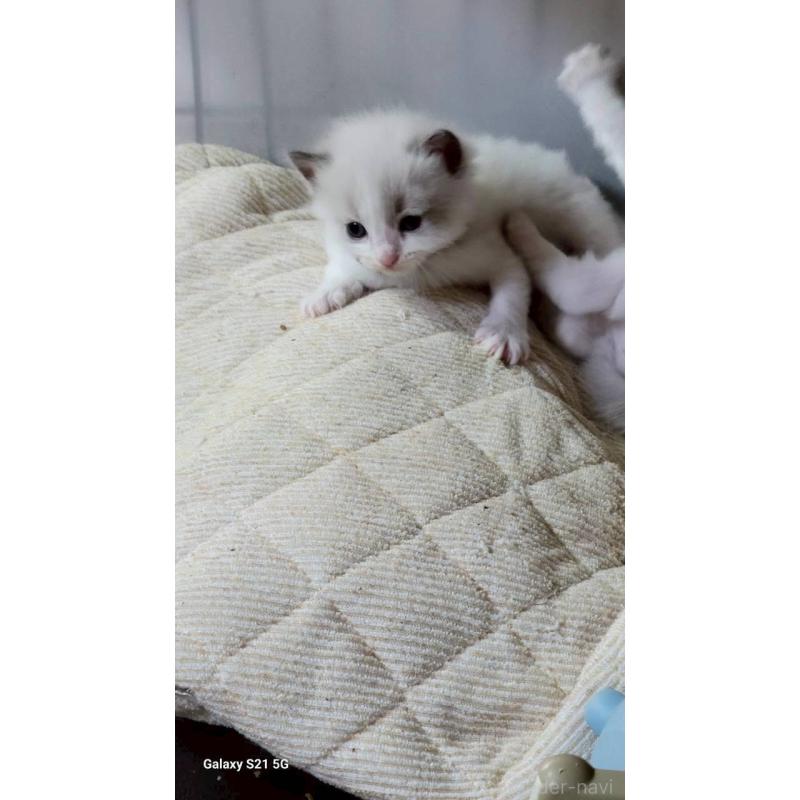 販売中の栃木県のラグドール-127489の4枚目