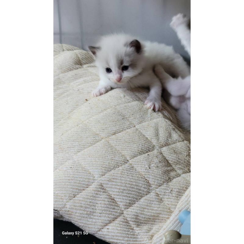 販売中の栃木県のラグドール-127489の2枚目