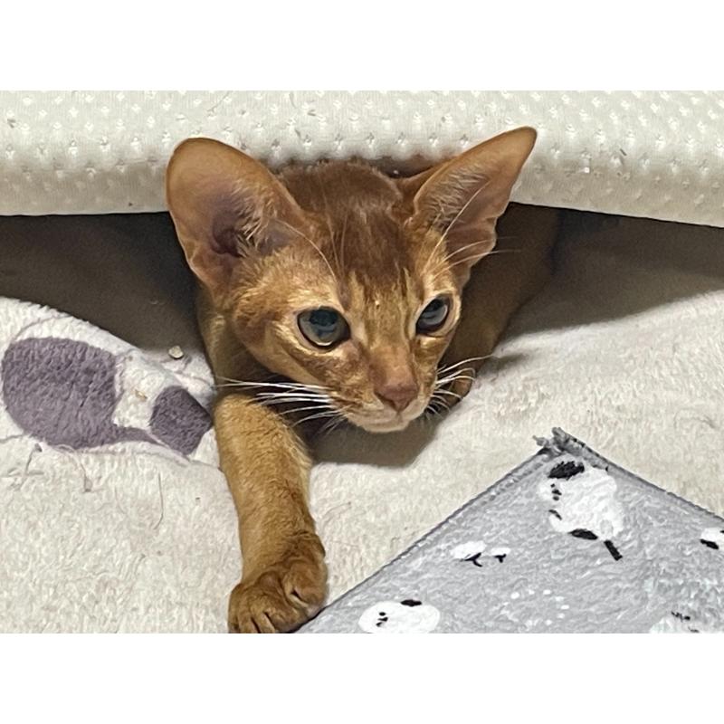 くくりんちゃん1枚目