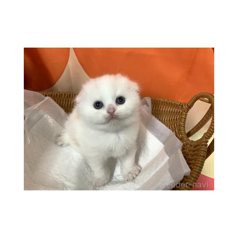 販売中の大阪府のスコティッシュフォールド(折れ耳)-127514の3枚目