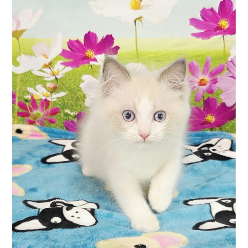 販売中の奈良県のラグドール-126944の7枚目