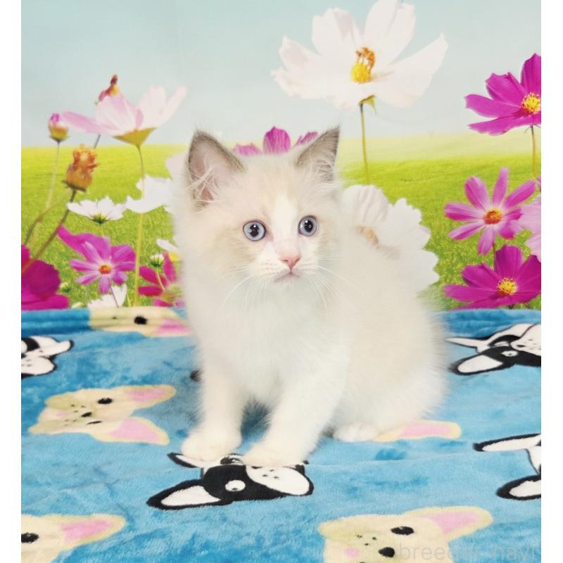 販売中の奈良県のラグドール-126944の6枚目