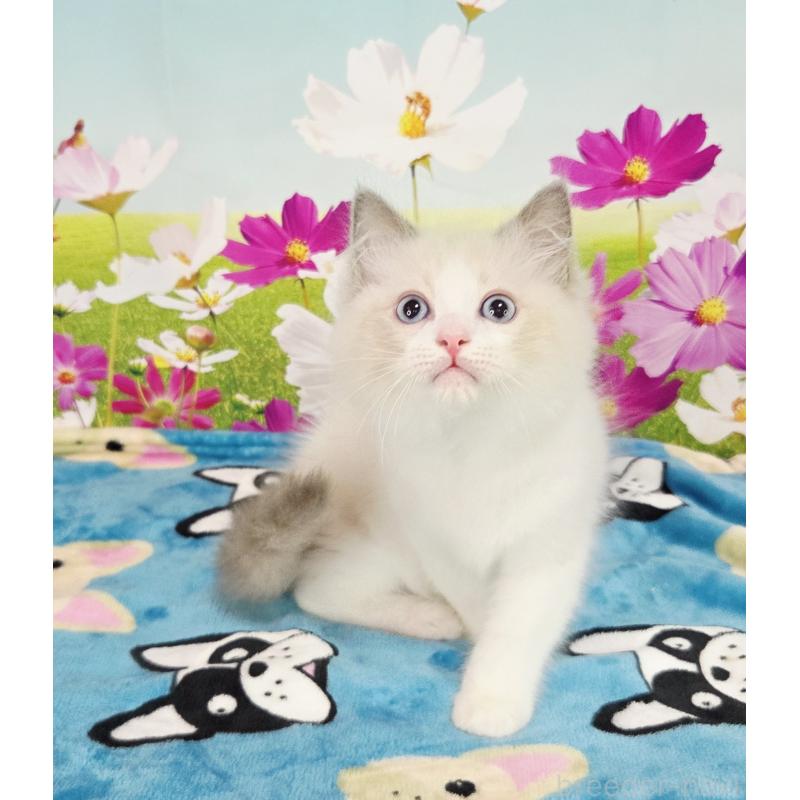 販売中の奈良県のラグドール-126944の5枚目