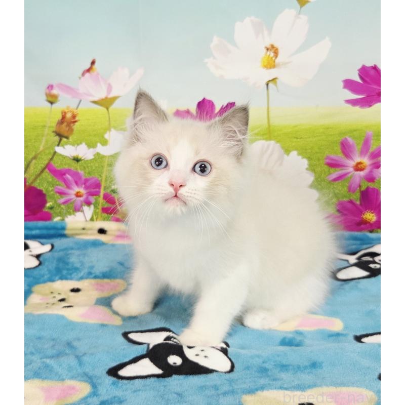 販売中の奈良県のラグドール-126944の4枚目