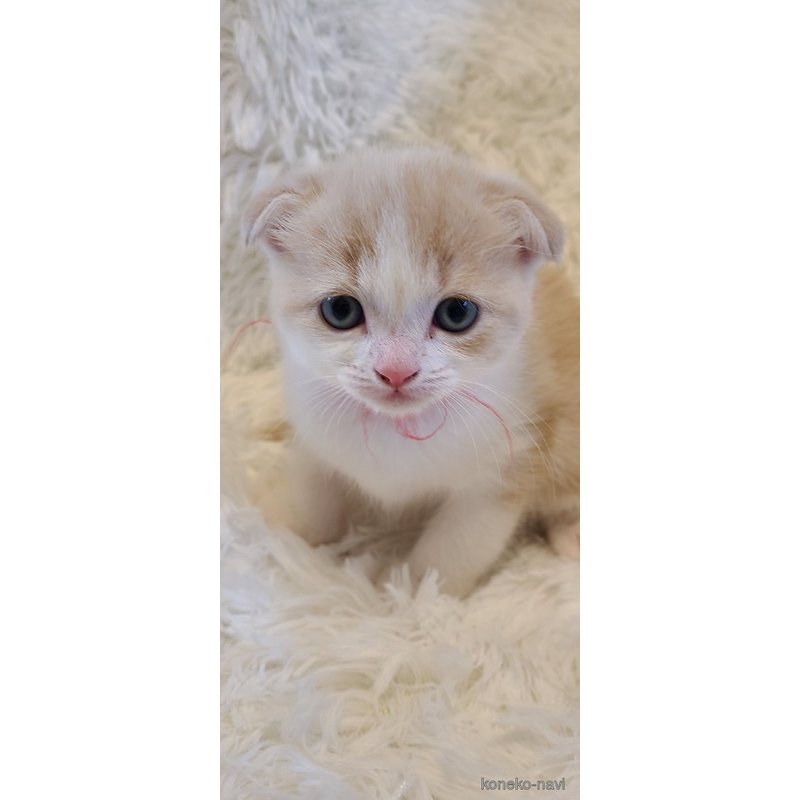 成約済の福岡県のマンチカン-127438の2枚目