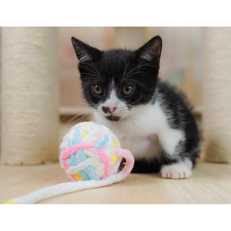 販売中の千葉県のマンチカン-127525の2枚目