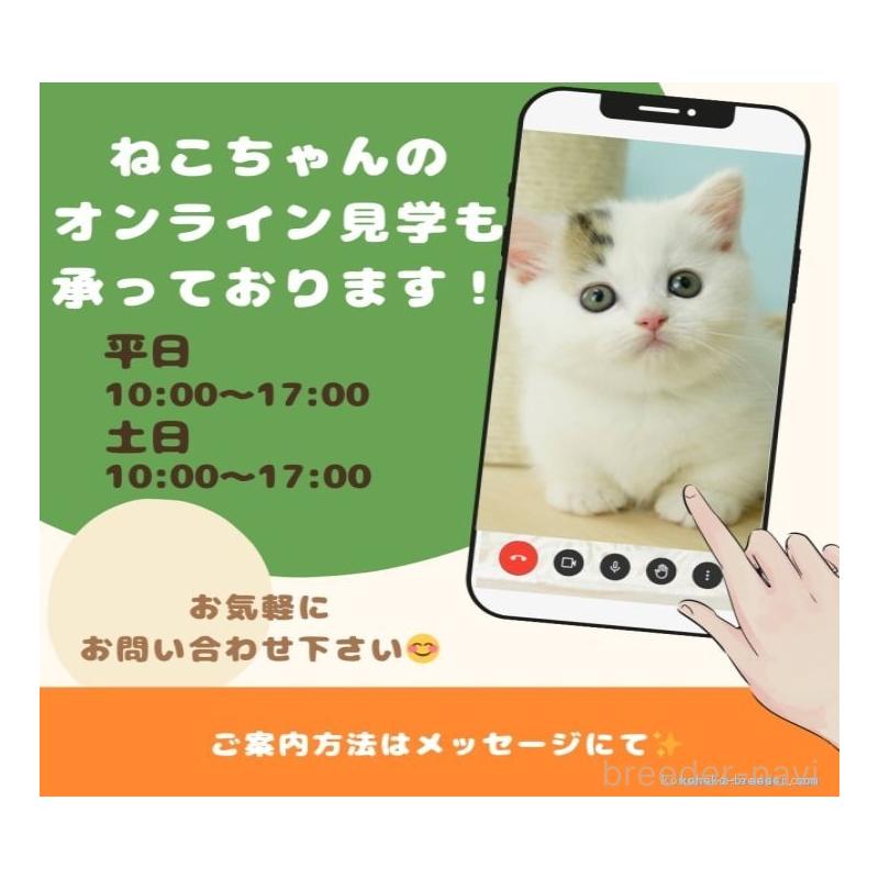 販売中の千葉県のマンチカン-127527の16枚目