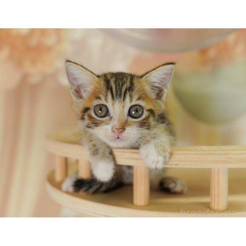 販売中の千葉県のマンチカン-127527の6枚目