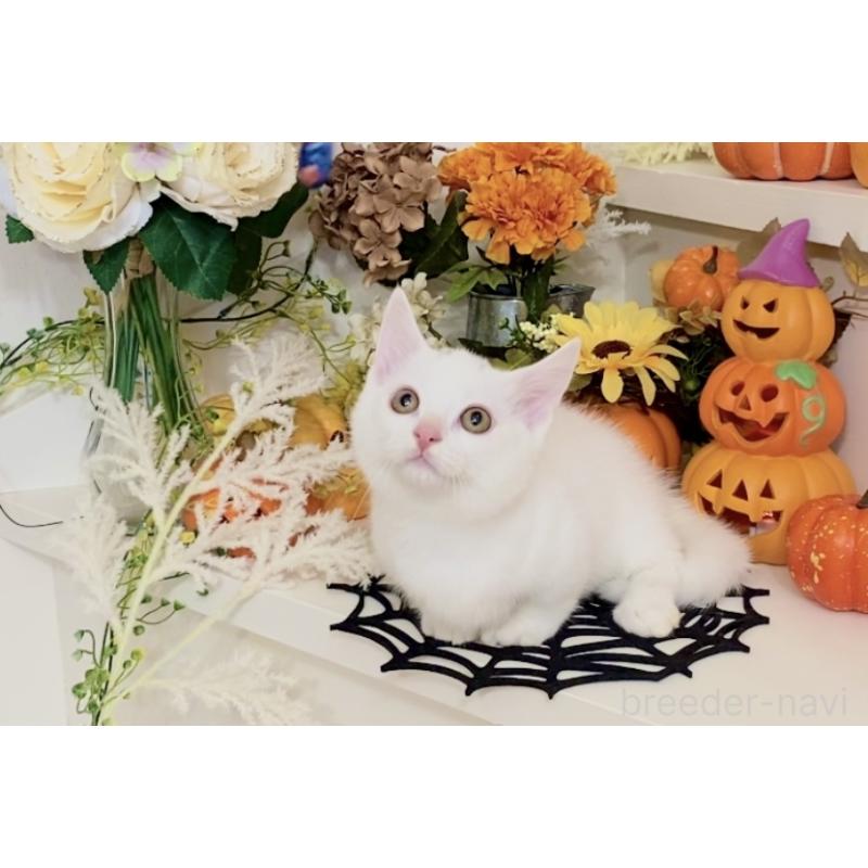 販売中の北海道のマンチカン-123370の9枚目