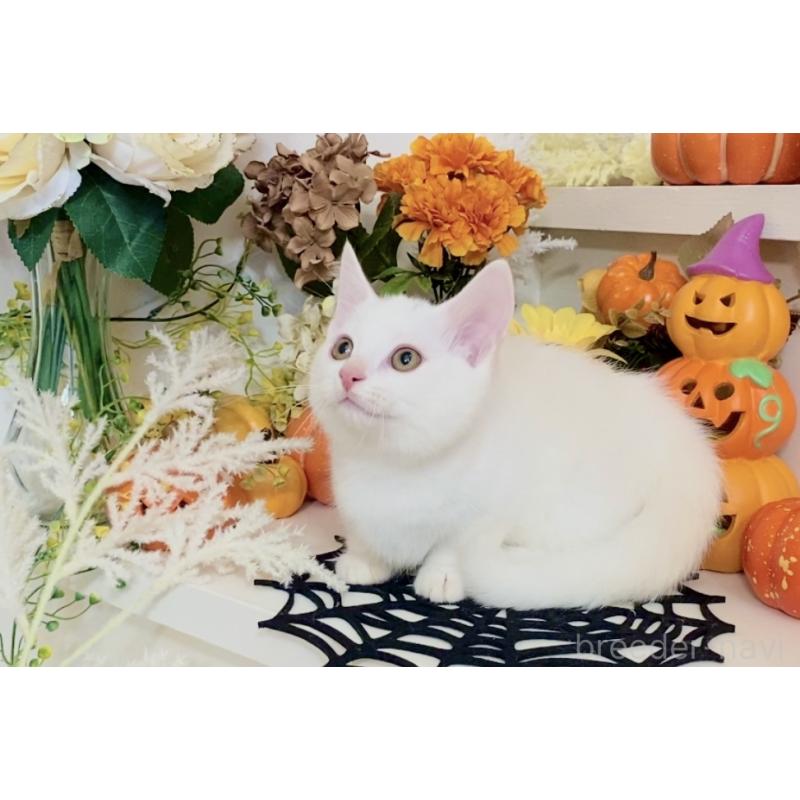 販売中の北海道のマンチカン-123370の8枚目