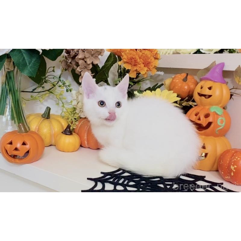 販売中の北海道のマンチカン-123370の7枚目